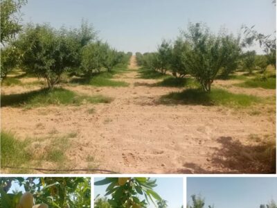 Land for sale Tunisia Olives farm